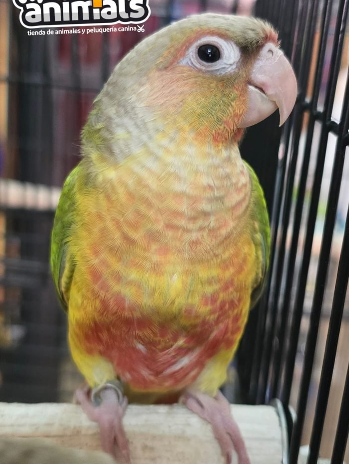 image_45930A58E981A0