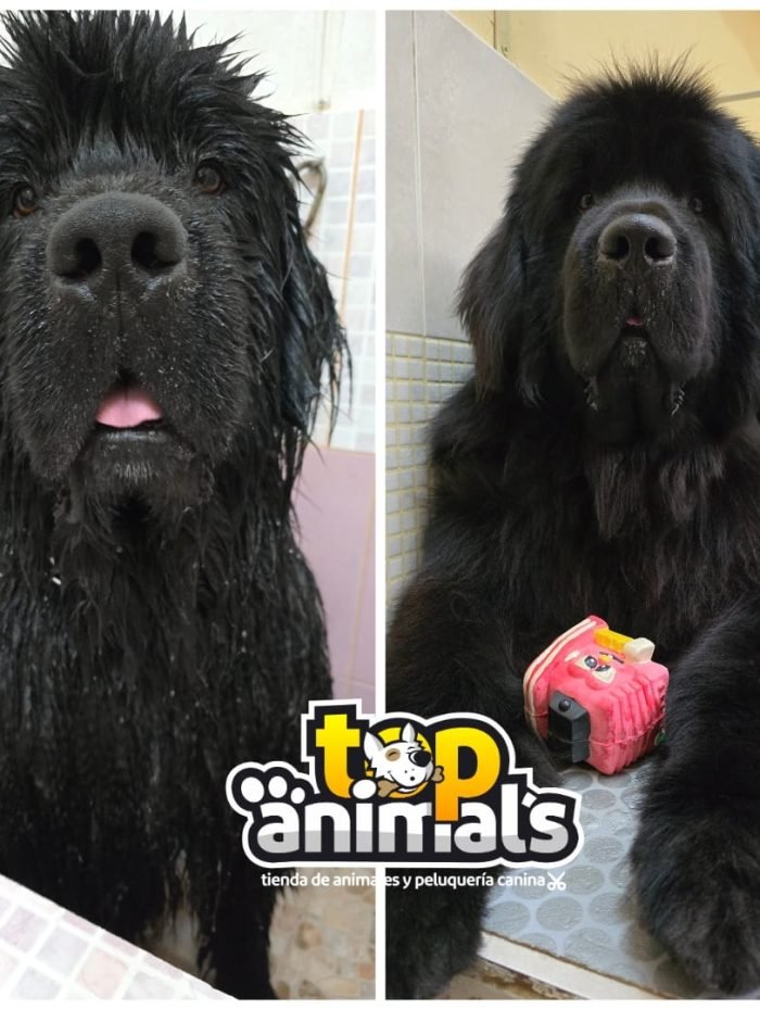 image_5684556901A18C