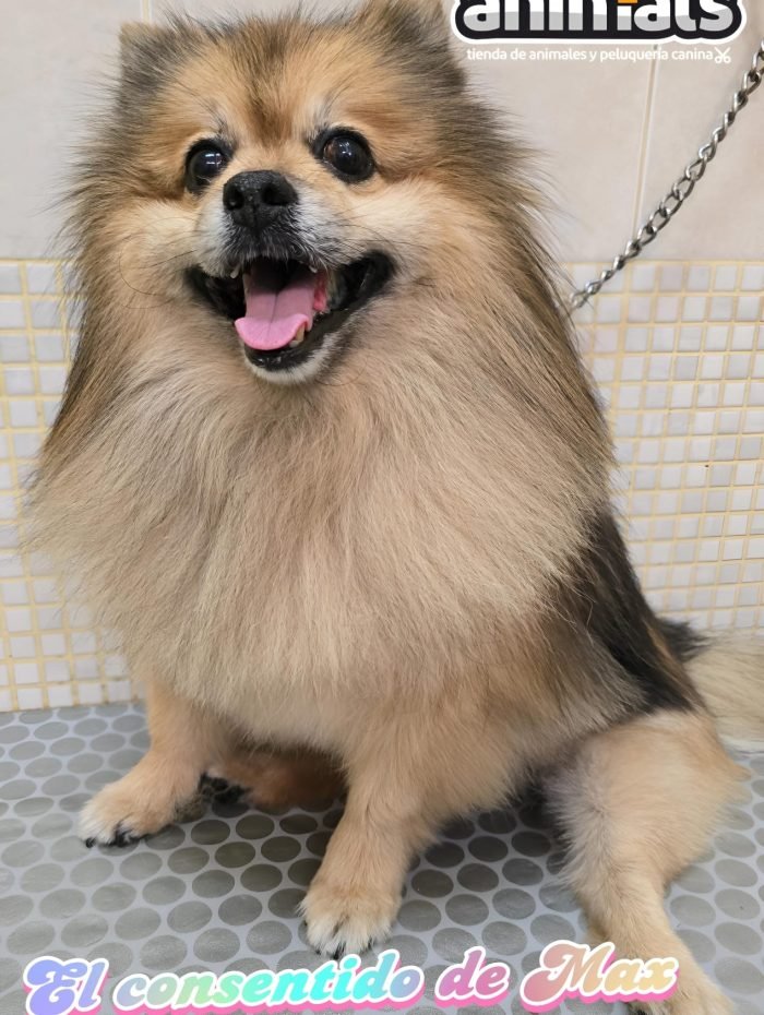 image_86FD4C0365E98A