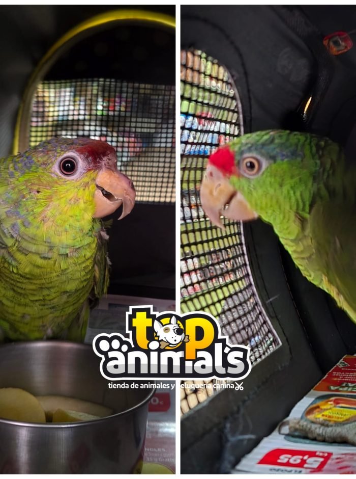 image_B769C6700311E7